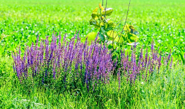 Malva púrpura Lavandula angustifolia flores en un campo verde , — Foto de Stock