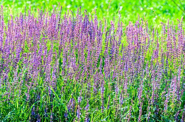 Malva púrpura Lavandula angustifolia flores en un campo verde, la — Foto de Stock