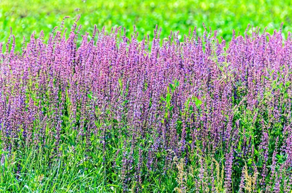 Malva púrpura Lavandula angustifolia flores en un campo verde — Foto de Stock