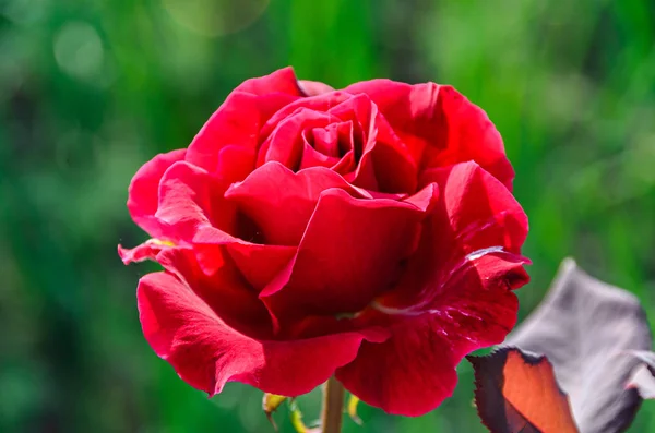 Dark red rose flowers, green branch plant, bokeh background — Stock Photo, Image