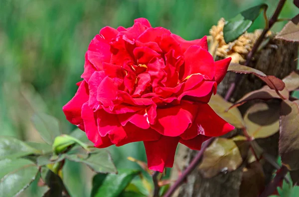 Pink red rose flower, green branch plant, bokeh garden background — Stock Photo, Image