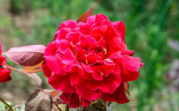 Pink red rose flower, green branch plant, bokeh garden backgroun — Stock Photo, Image