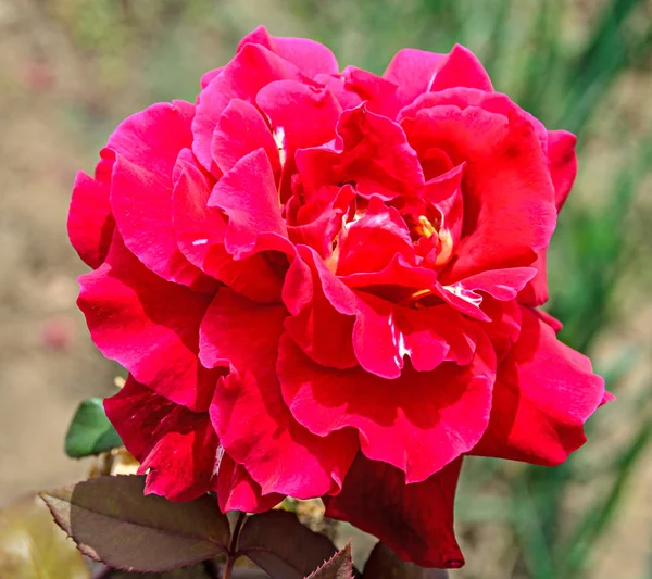 Fleur rose rose rouge, branche verte, fond de jardin bokeh — Photo