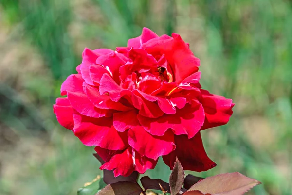 Rosa flor de rosa roja, planta de rama verde, fondo de jardín bokeh —  Fotos de Stock