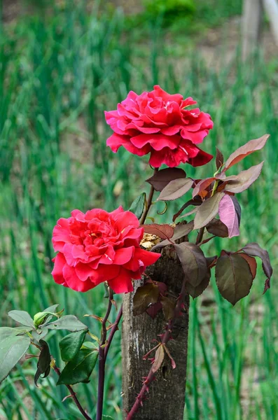 Ροζ κόκκινο τριαντάφυλλο λουλούδι, εργοστάσιο πράσινο κλαδί, bokeh κήπων φόντο — Φωτογραφία Αρχείου