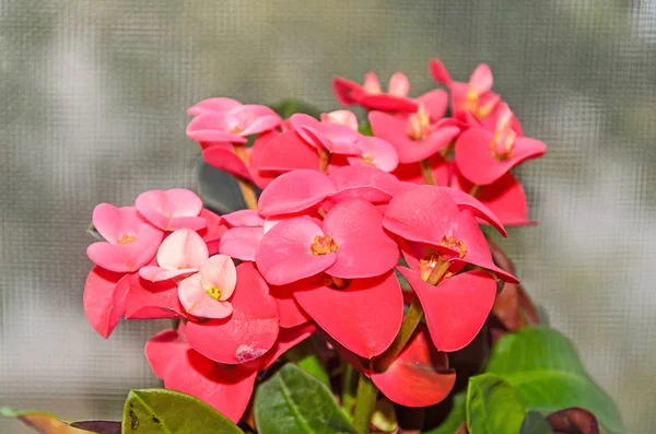 Euforbia rosa flores rojas, corona de espinas, Cristo planta (Coronita lui Iisus ) — Foto de Stock