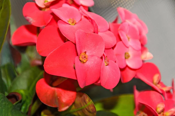 Euphorbia ροζ κόκκινα λουλούδια, στέμμα από αγκάθια, Χριστού φυτό (lui Coronita του) — Φωτογραφία Αρχείου