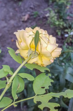 Sarı çiçek üzerinde oturan yeşil Tettigonia viridissima böcek,