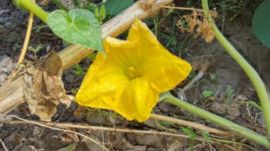 Kabak dal çiçek bahçede sarı, yakın çekim