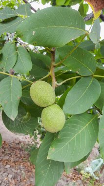Yeşil ceviz meyve ağacında dalları yakın çekim