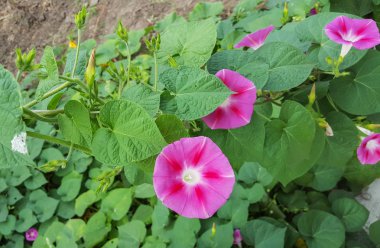 Ipomoea purpurea Pembe çiçek, mor, uzun veya ortak sabah