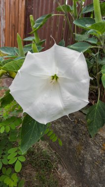 Beyaz bush çiçek tomurcukları, Angel's trompet, Brugmansia kapatın 