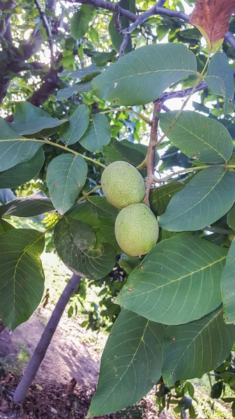 绿色核桃果实在树上, 树枝关闭 — 图库照片