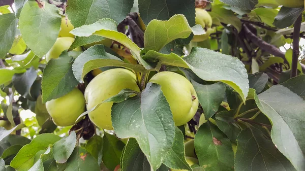 Κίτρινο μήλο φρούτα στο δέντρο, κλαδί δέντρου μήλο. Η μηλιά — Φωτογραφία Αρχείου