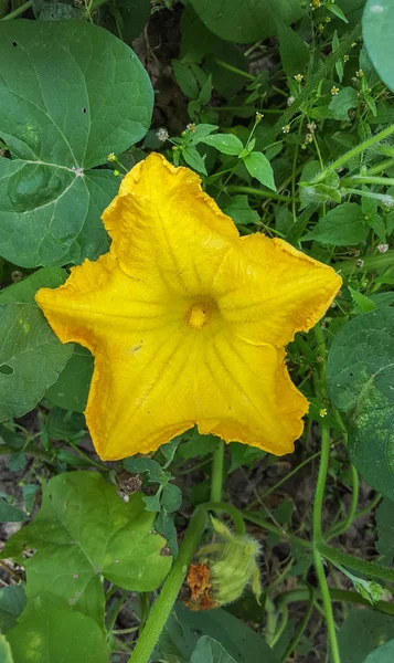 Fiore di ramo di zucca giallo in giardino, da vicino — Foto Stock