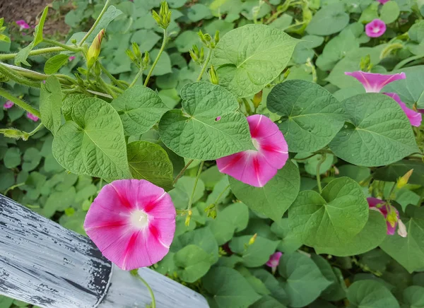 Ipomoea purpurea flor rosa, o roxo, alto, ou manhã comum — Fotografia de Stock