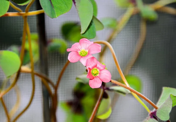 Roze vier laat klaver bloemen, groene blaadjes klaverblad, gelukkige symbool — Stockfoto