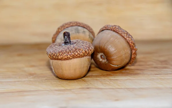Callos con conchas de pie sobre fondo de madera, frutos secos de roble, cerca — Foto de Stock