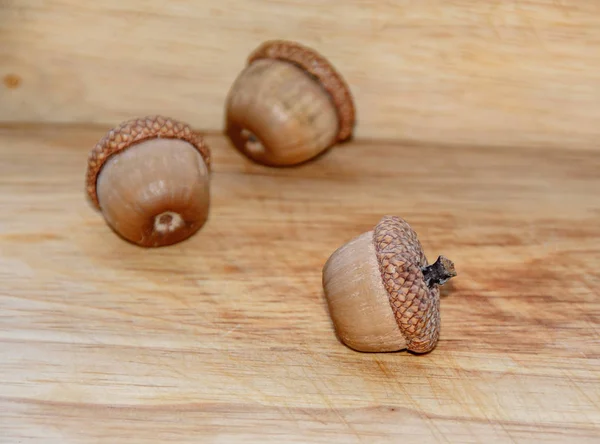 Acorns with shells standing on wood background, oak nuts, close — Stock Photo, Image