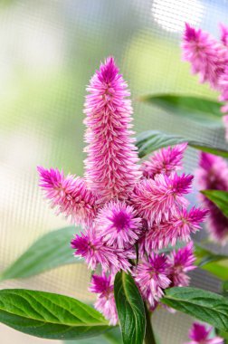 Celosia Flamingo tüyler pembe çiçekler, yeşil yapraklarla çalı, 