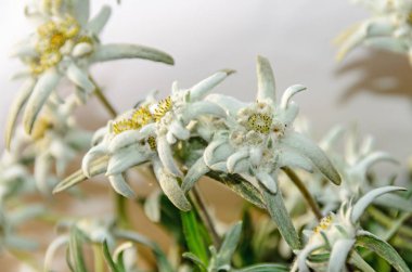 White Leontopodium nivale, edelweiss mountain flowers, close up clipart