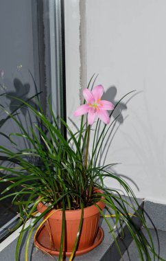 Pembe-vazo tencerede mor zephyranthes çiçek, yakın çekim, izole 