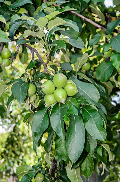 Frutos amarillos de manzana en el árbol, rama de manzano. La manzana — Foto de Stock