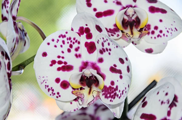 Белый с фиолетовыми точками орхидея закрыть цветок ветви, Phalaenops — стоковое фото