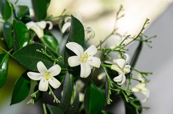 Vita blommor av Murraya paniculata, Jasminul portocal (Murraya — Stockfoto