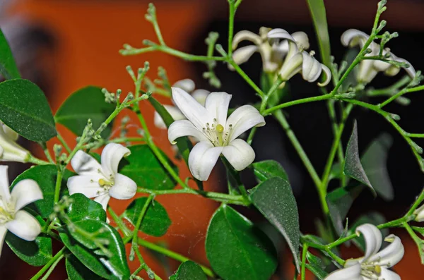 Белые цветы Murraya paniculata, Jasminul portocal (Murraya — стоковое фото