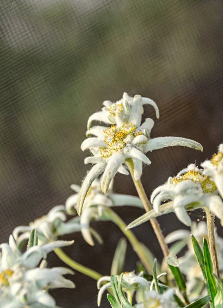 Weiße leontopodium nivale, edelweiße Bergblumen, Nahaufnahme — Stockfoto