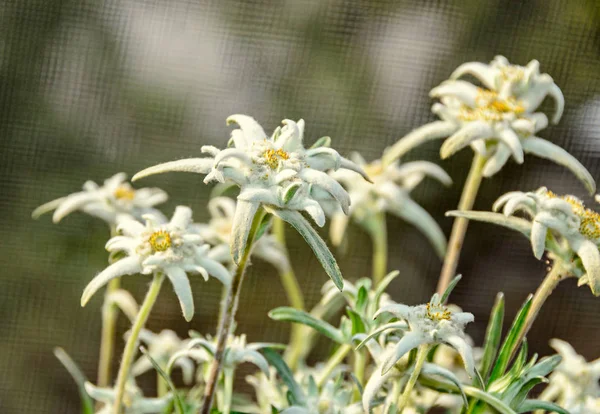 Weiße leontopodium nivale, edelweiße Bergblumen, Nahaufnahme — Stockfoto