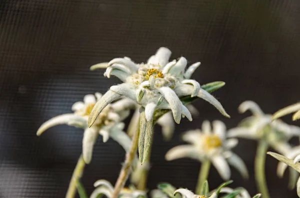Белый Leontopodium nivale, Эдельвейс горные цветы, закрыть — стоковое фото