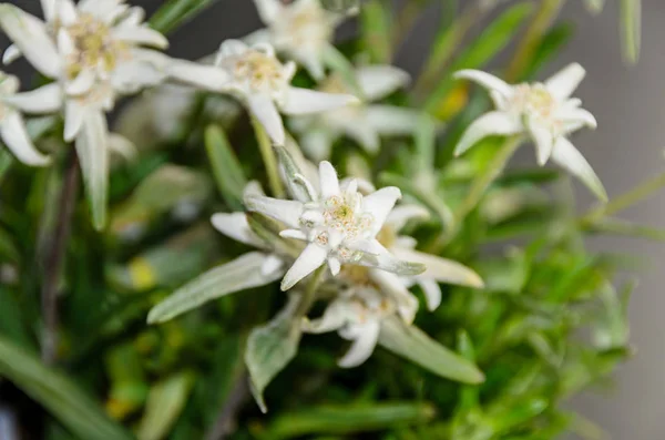 Blanco Leontopodium nivale, edelweiss flores de montaña, de cerca —  Fotos de Stock