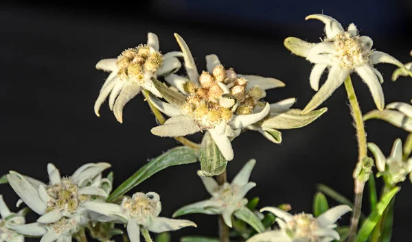 Weiße leontopodium nivale, edelweiße Bergblumen, Nahaufnahme — Stockfoto