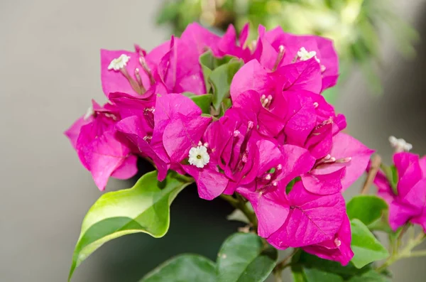 Bougainvillea flores ornamentales de color rosa, rama de flores de papel con —  Fotos de Stock