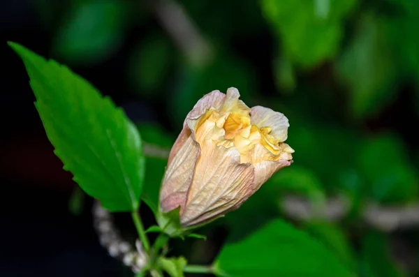 Amarelo-laranja Rosa japonesa, Rosa rugosa, hibisco rosa-sinensis — Fotografia de Stock