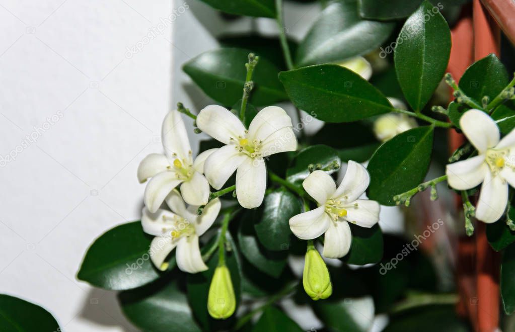 White flowers of Murraya paniculata, Jasminul portocal  (Murraya