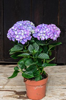 Menekşe, leylak rengi ortanca çiçek vazo, HORTENSIA yaprakları