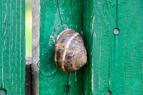绿色木栅栏上的棕色蜗牛壳, 靠近 — 图库照片