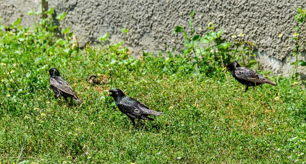 Merlo comune (Turdus merula) con becco arancione in erba verde — Foto Stock