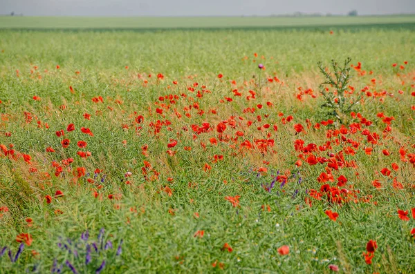 ヒナゲシ (ヒナゲシ、トウモロコシ ローズ、フィールドの赤の野生の花 — ストック写真