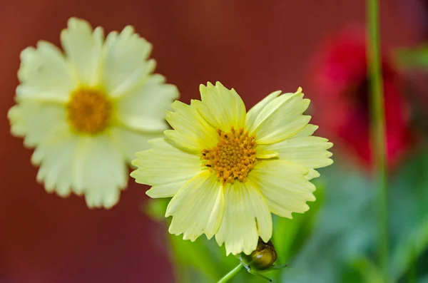 Amarillo Coreopsis grandiflora flores, oro bebé, primer plano — Foto de Stock