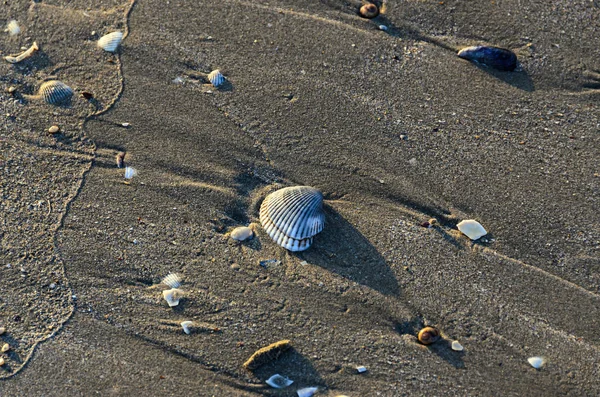 Farbige Muscheln im goldenen Strand Sand in der Nähe von Meerwasser — Stockfoto