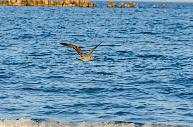 Martı mavi deniz suyu üzerinde uçan, açık kanatlar, gaga yakın