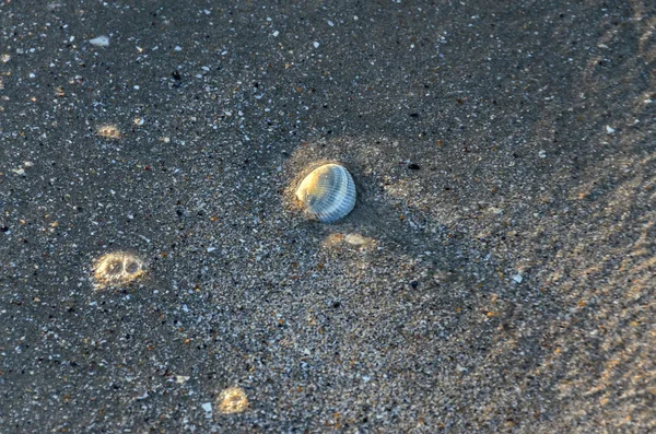 Färgat snäckskal i den gyllene stranden sand nära havsvatten, clos — Stockfoto