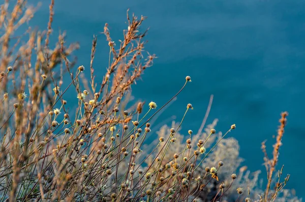 蓝海附近的野生植物 — 图库照片