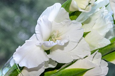 Beyaz Gladiolus imbricatus çiçeği, yaklaş..