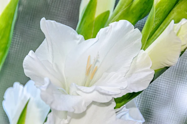 Flor Gladiolus imbricatus blanca, de cerca . — Foto de Stock