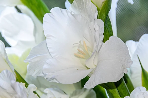 Flor Gladiolus imbricatus blanca, de cerca . — Foto de Stock
